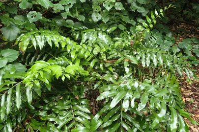 asplenium-oblongifolium-4