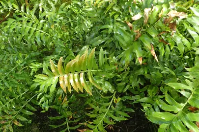 asplenium-oblongifolium-6