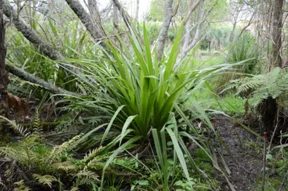 Astelia grandis plant with green leaves.