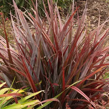 Astelia 'Red Devil' plant.