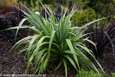 Large Astelia Silver Shadow plant with flax-like, silver and green coloured leaves.