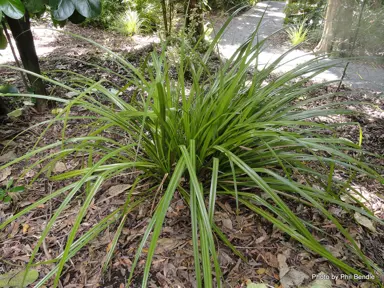 Astelia trinervia plant.