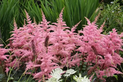 Astilbe 'Bressingham Beauty' plant with pink flowers.