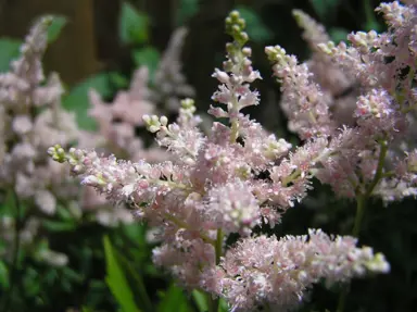 Astilbe 'Deutschland' white flowers.