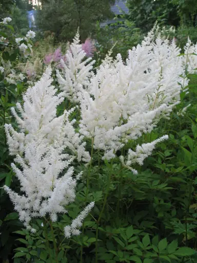 Astilbe 'Diamant' plants with white flowers.