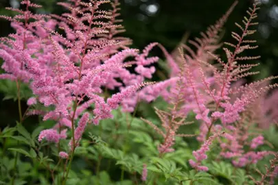 Astilbe 'Erica' plants with pink flowers.