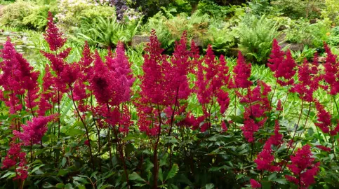 Astilbe 'Fanal' plants with red flowers.