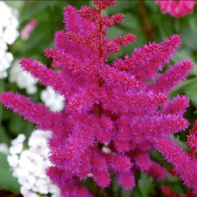 astilbe-fuchsia-spangles-