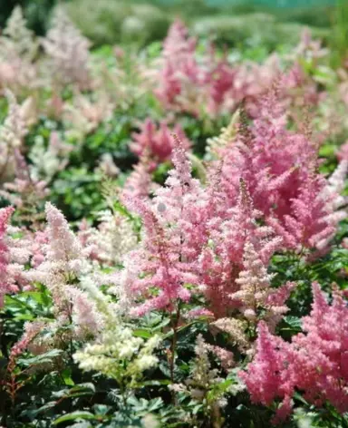 Astilbe 'Showstar' mix of colourful flowers.