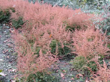 Astilbe 'Sprite' plants with pink flowers.