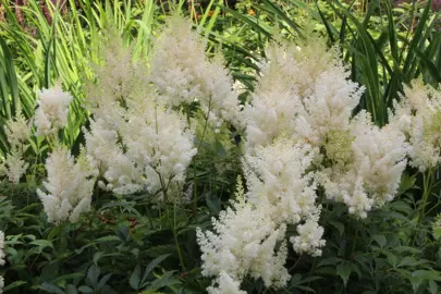 Astilbe 'Weisse Gloria' plants with white flowers.