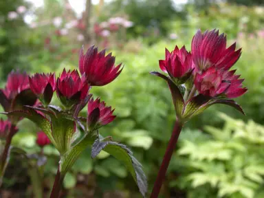 Astrantia 'Claret' red flowers and green foliage.