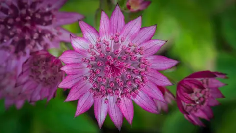 Astrantia 'Roma' pink flowers.