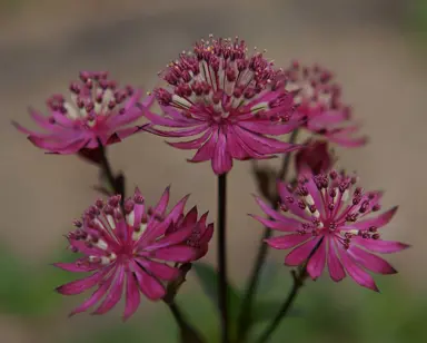 Astrantia 'Ruby Wedding' red flowers.