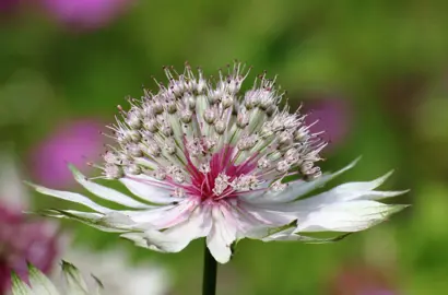 Astrantia 'Shaggy' flower.