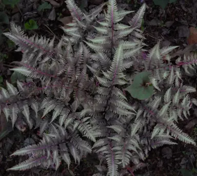 Athyrium niponicum pictum plants.