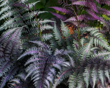 Athyrium niponicum 'Ursula's Red' plants.