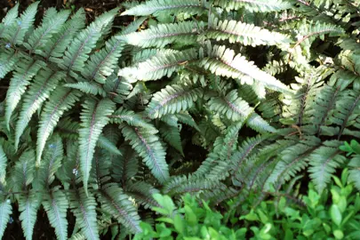 Athyrium niponicum fern.