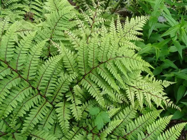 Athyrium okanum green foliage.