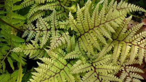 Athyrium otophorum fern.