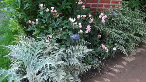 Athyrium Silver Falls plants in a garden with lush, silver leaves.