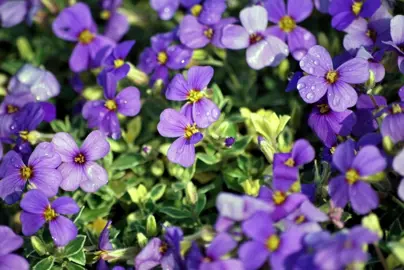 Aubrieta argenteovariegata plant with purple flowers.