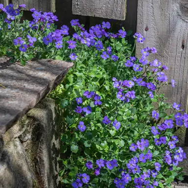 Aubrieta 'Blue Cascade' plant with blue flowers cascading over a wall.