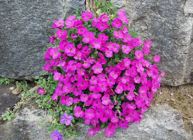 Aubrieta cultorum plant with pink flowers.