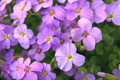 Aubrieta 'Purple Cascade' plant covered in purple flowers.