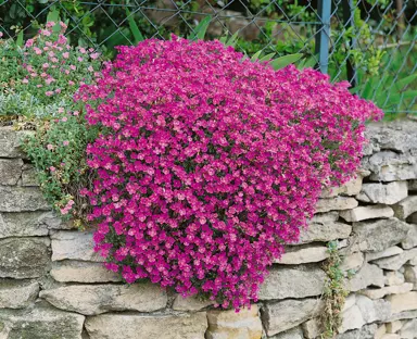 Aubrieta 'Red Cascade' plant with red flowers.