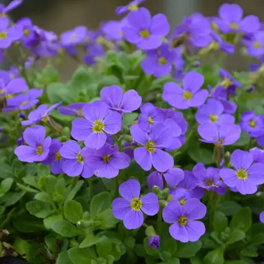 Aubrieta 'Royal Blue' plant with blue flowers.