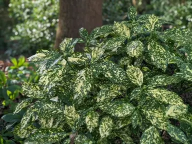 Aucuba japonica 'Crotonifolia' plant with leaves that are variegated dark green with yellow spots.