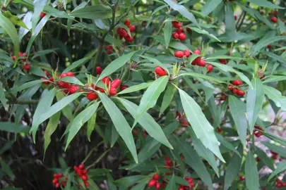 Aucuba japonica longifolia salicifolia plant with dark green leaves and red berries.