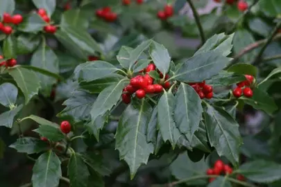 Aucuba japonica 'Rozannie' plant with green foliage and red berries.