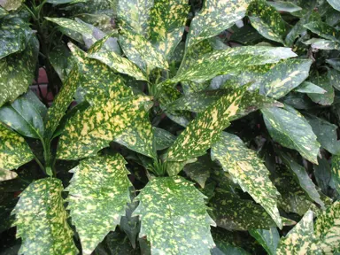 aucuba-variegata-