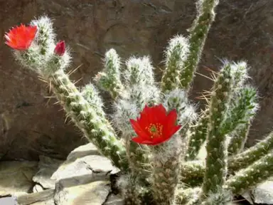 Austrocylindropuntia vestita plant with red flowers.