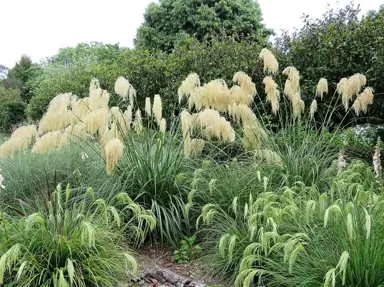 Austroderia fulvida plants in a garden with white flower plumes.