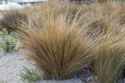 Austrostipa stipoides grass with brown foliage.