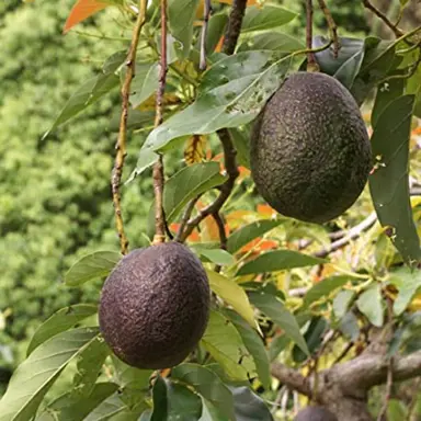 Avocado 'Cleopatra' tree with black fruit.