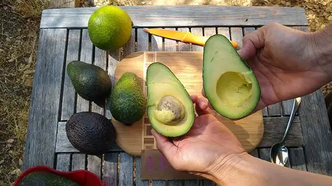 Avocado 'Esther' fruit.