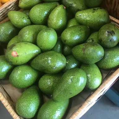 avocado-zutano-