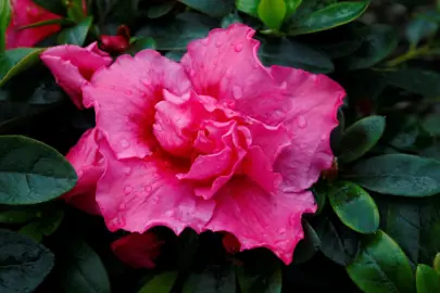 Azalea 'Abundance' pink flower.