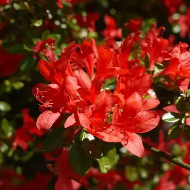 Azalea 'Addy Wery' plant with red flowers and green foliage.