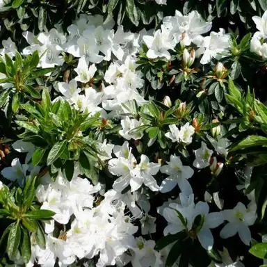 azalea-alba-magnifica--1