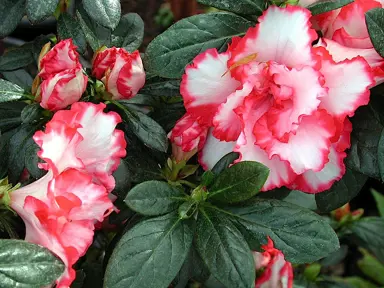 Azalea 'Albert Elizabeth' shrub with red and white flowers and dark green foliage.