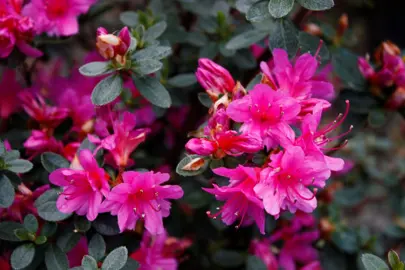 Azalea 'Amoena' bright pink flowers and dark green foliage.