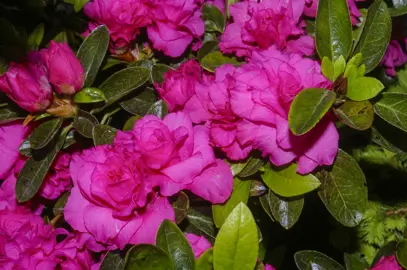 Azalea 'Anna Kehr' pink flowers.