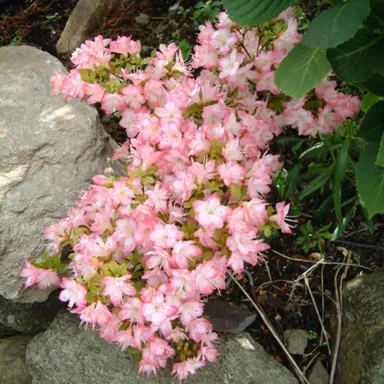 Azalea 'Apple Blossom' shrub with pink and white flowers.