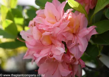 azalea-apricot-beauty--1