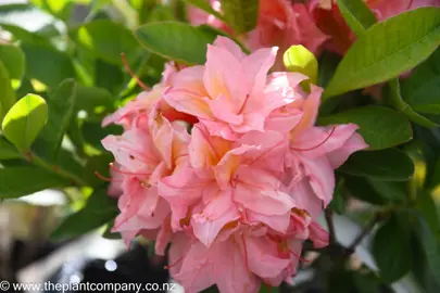 azalea-apricot-beauty-